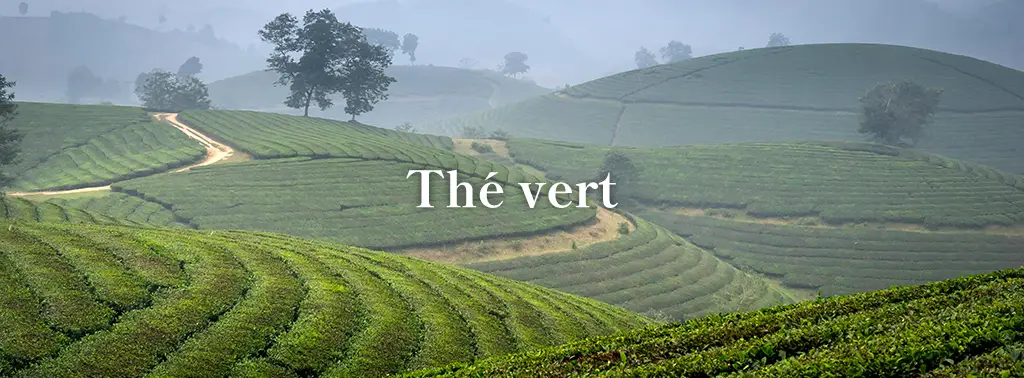 Le thé vert, frais, végétal et délicieux
